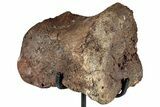 Hadrosaur (Edmontosaurus) Phalanx with Metal Stand - Montana #351947-1